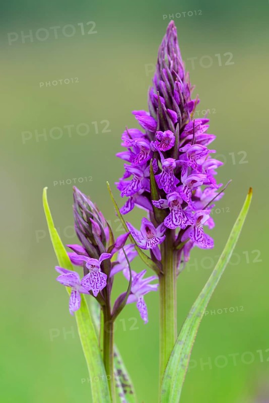 Southern marsh orchid