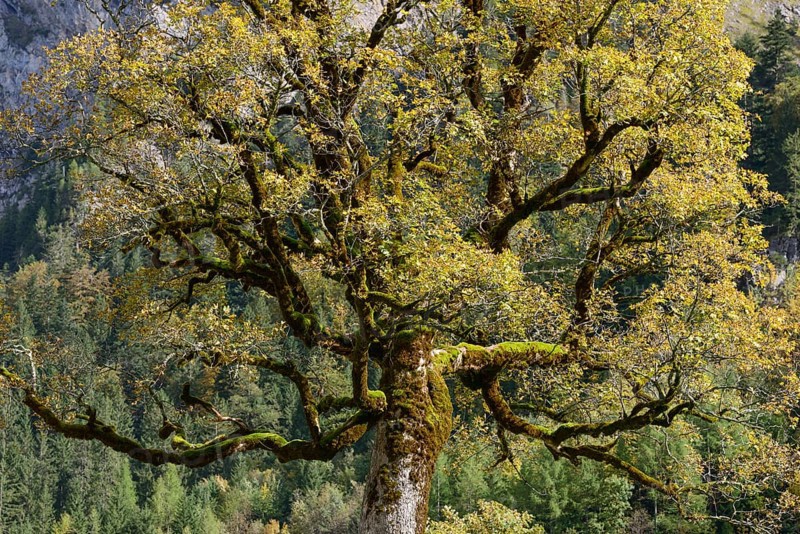 Maple