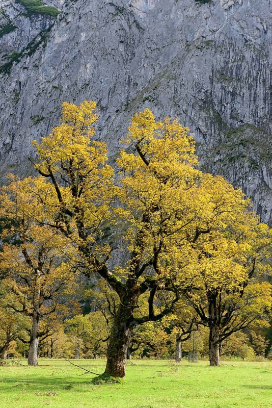 Maple