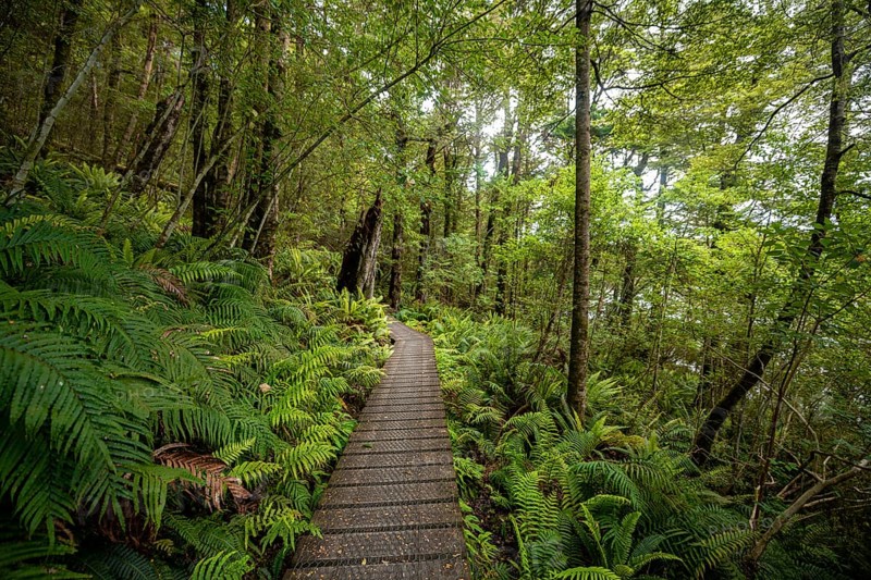 Hiking trail through forest with ferns