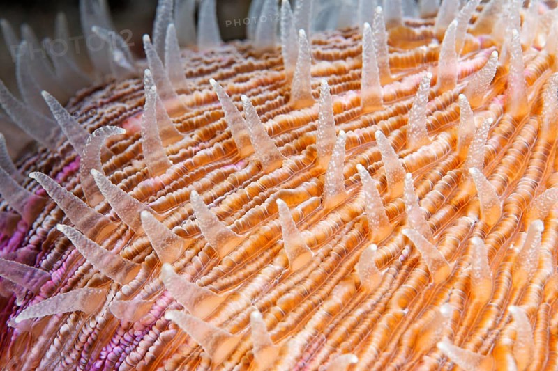 Polyps of a mushroom coral