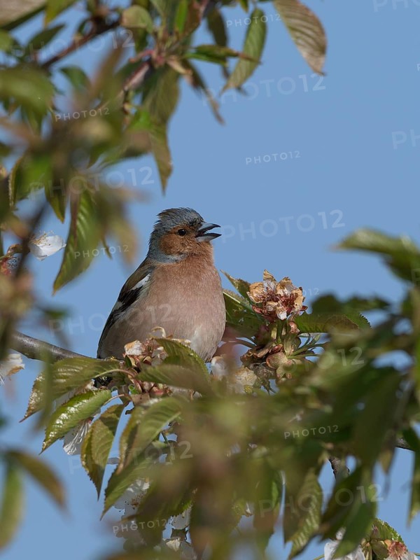 Singing Common chaffinch