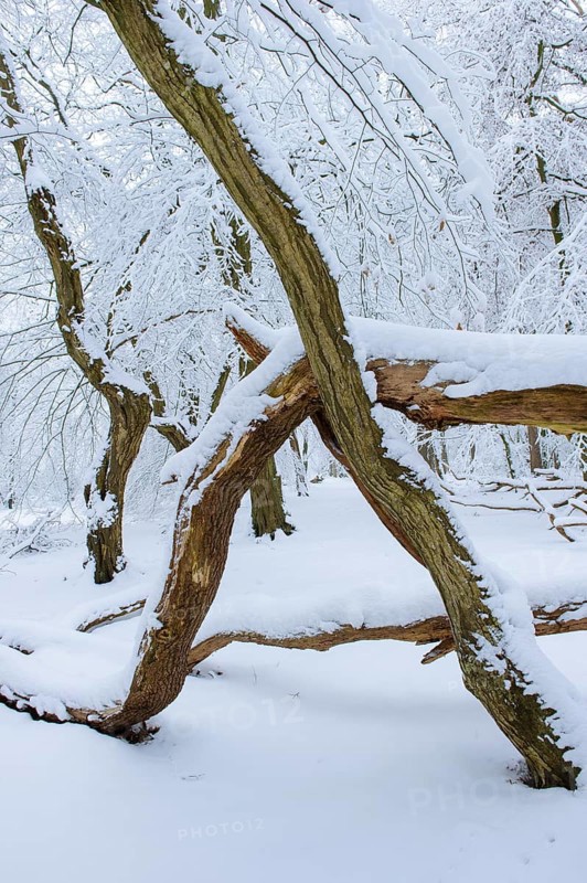 Snow on old trees in the jungle Baumweg