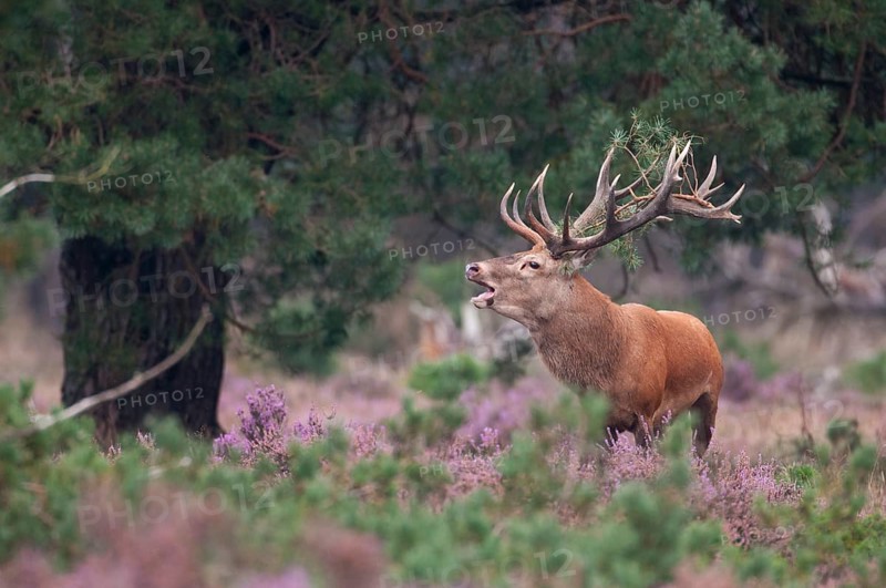 Tube transmitter red deer