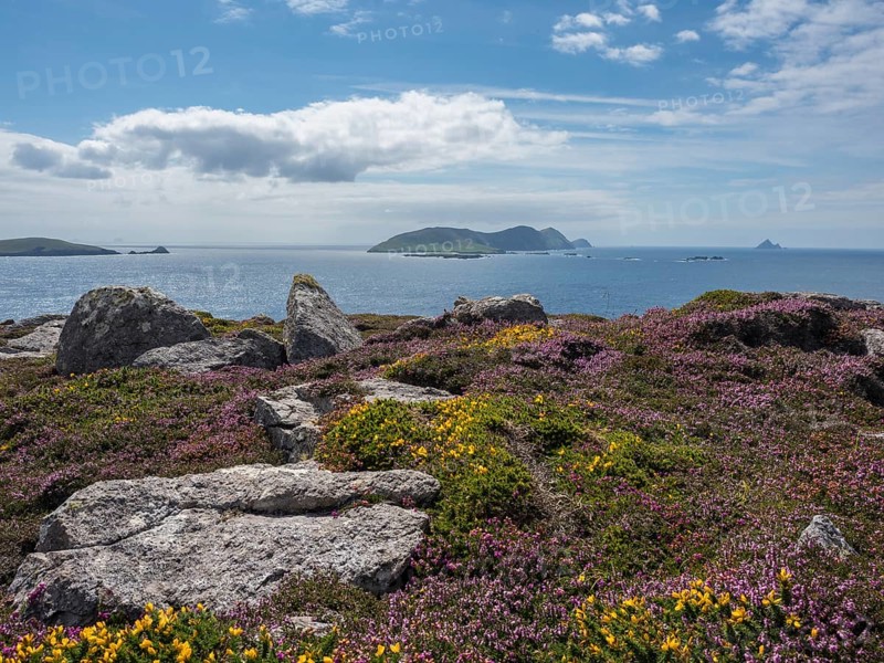 Flowering heather and