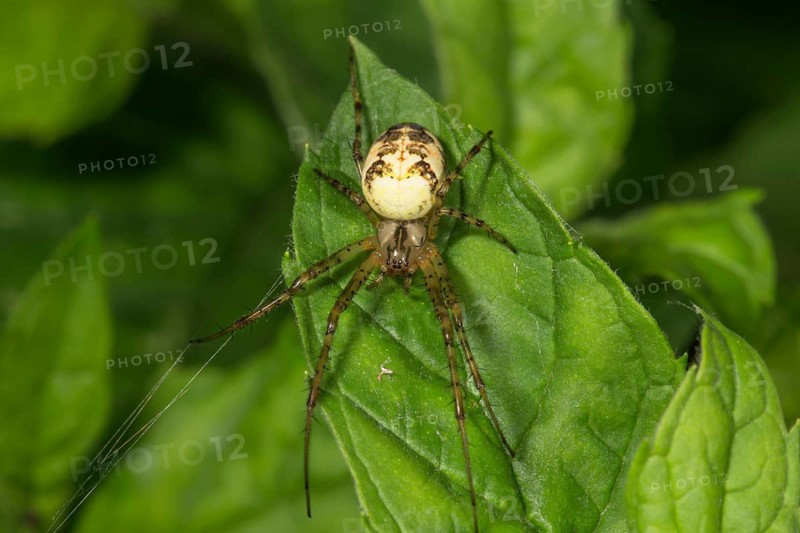 Autumn spider