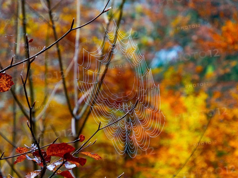 Spider's web in front of autumnally coloured mixed forest