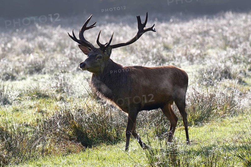 Red deer