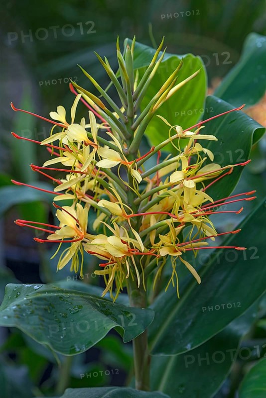 Flower from Kahili Ginger