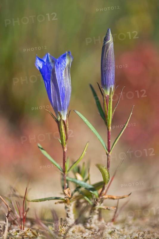 Marsh gentian