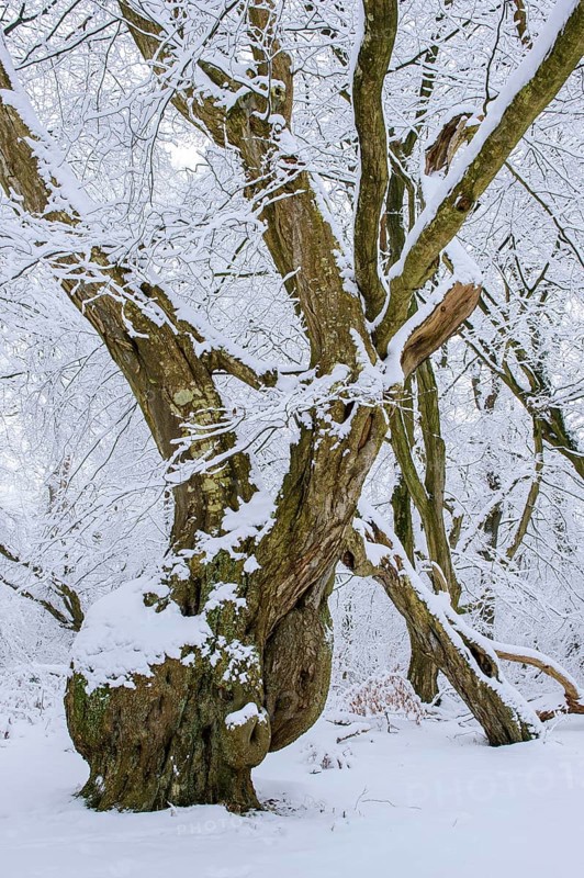 Snow on old trees in the jungle Baumweg