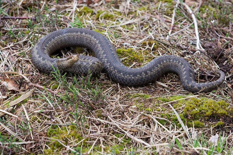 Flaming Common European viper