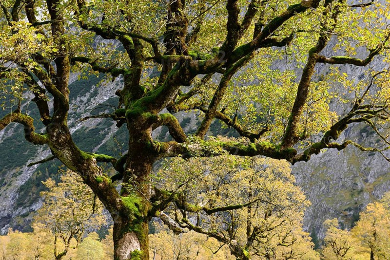 Maple
