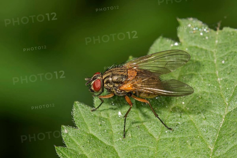Real fly