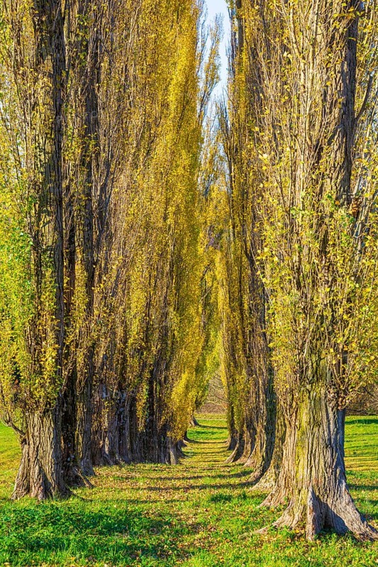 Columnar poplar avenue