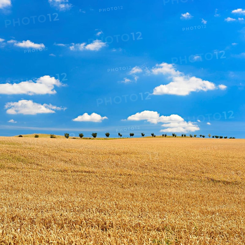 Endless wheat field under blue sky with clouds