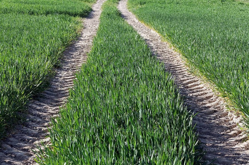 Tractor track in a green field