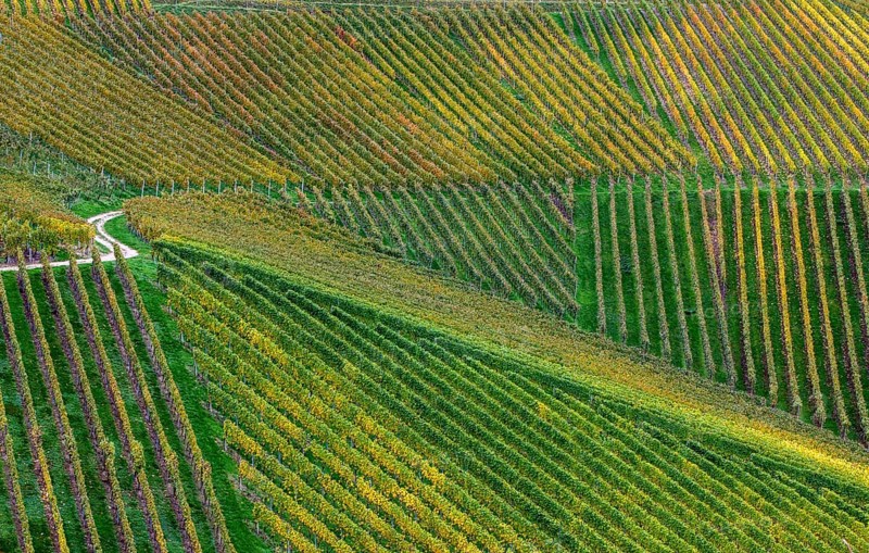 Vineyards in autumn