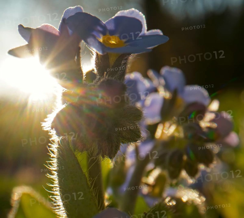 Wood forget-me-not