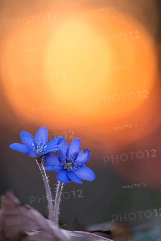 Two flowering liverworts