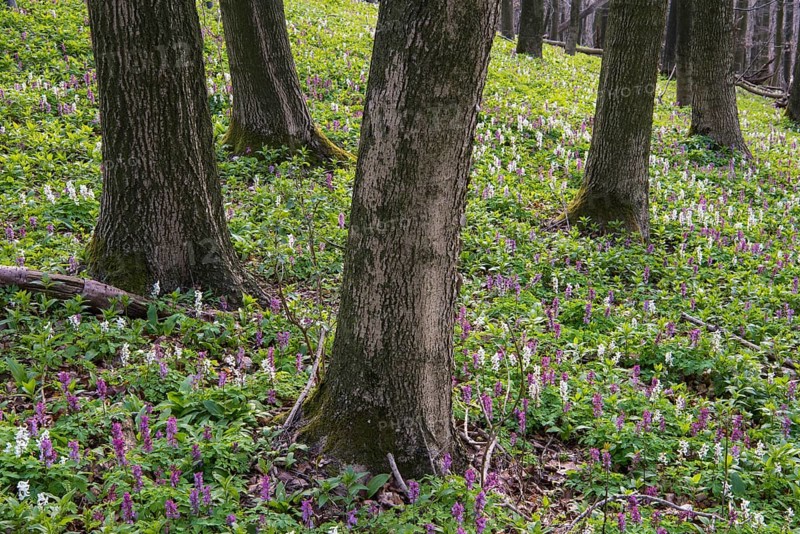Hollow larkspur