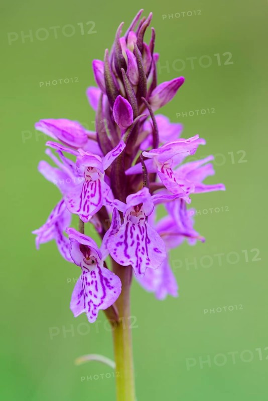Southern marsh orchid