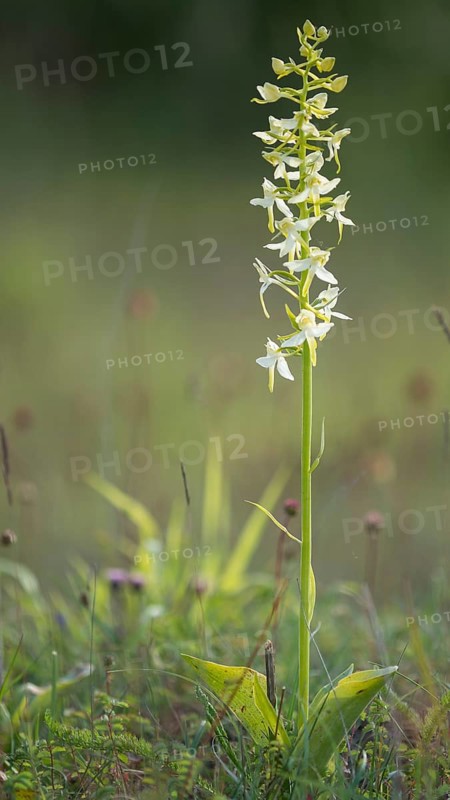 Lesser butterfly-orchid