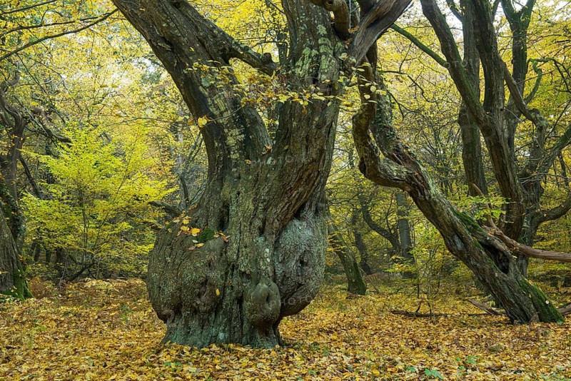 Autumn in the jungle Baumweg