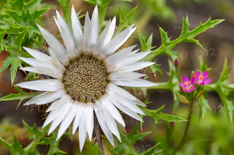 Silver thistle