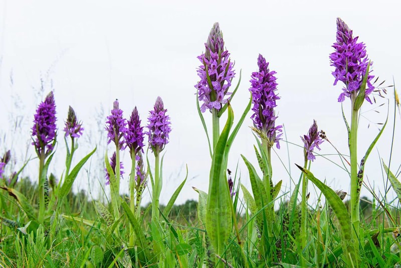 Southern marsh orchid