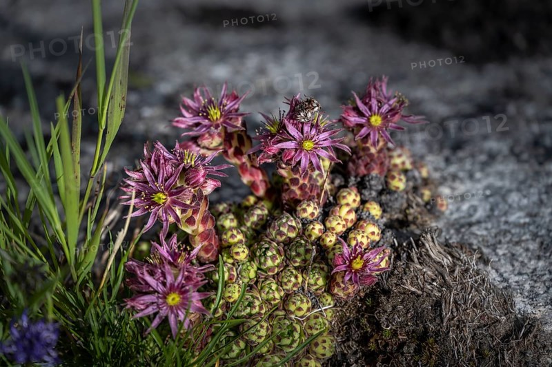 Blooming Cobweb houseleek