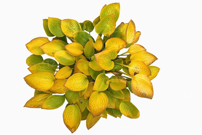 Autumnal hosta