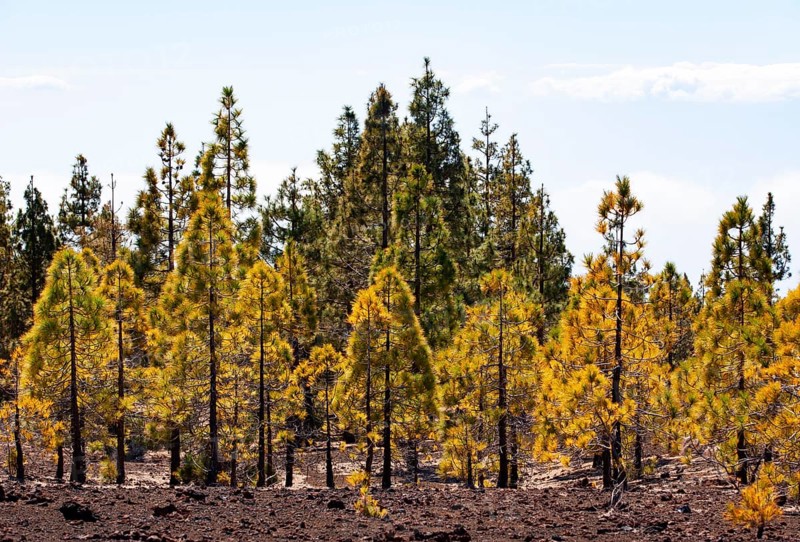 Canary Island pines