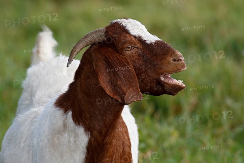 Moaning BoersDomestic Goat