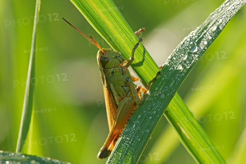 Large marsh grasshopper