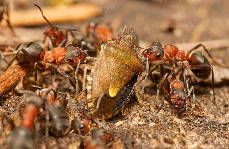 Red Wood Ants