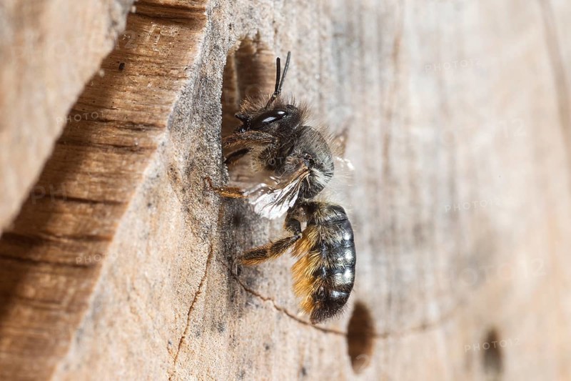 Hornfaced bee