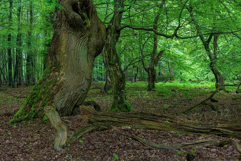 Old tree in the primeval forest Baumweg