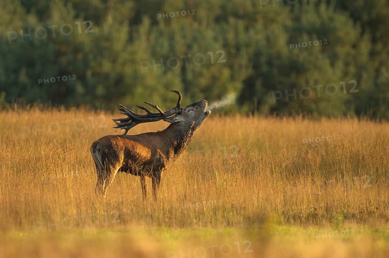 Tube transmitter red deer