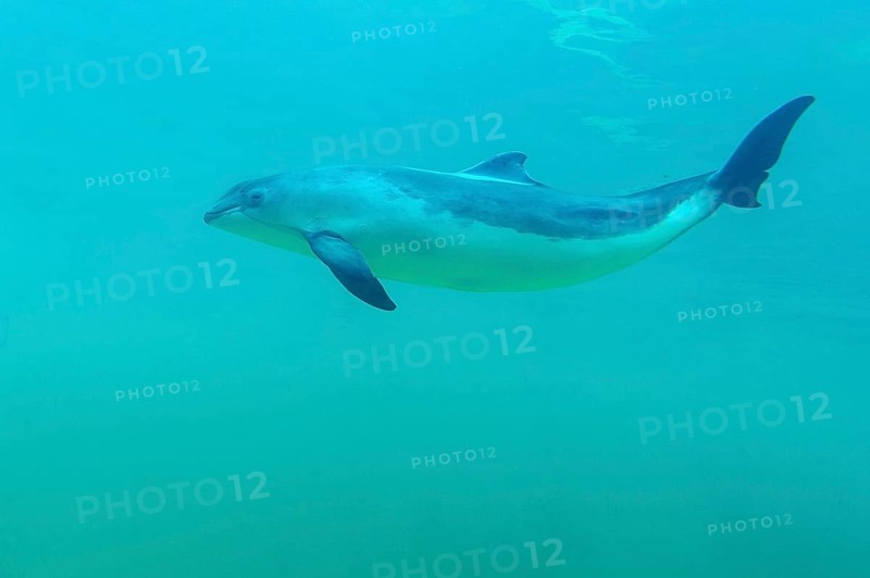 Porpoise