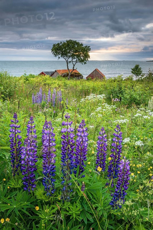 Summer vegetation