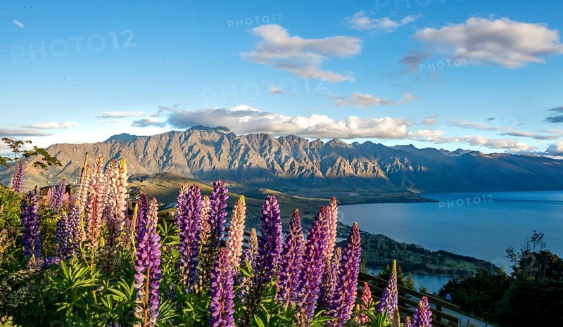 Purple Large-leaved lupins
