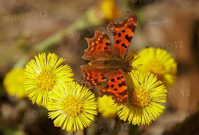 Comma