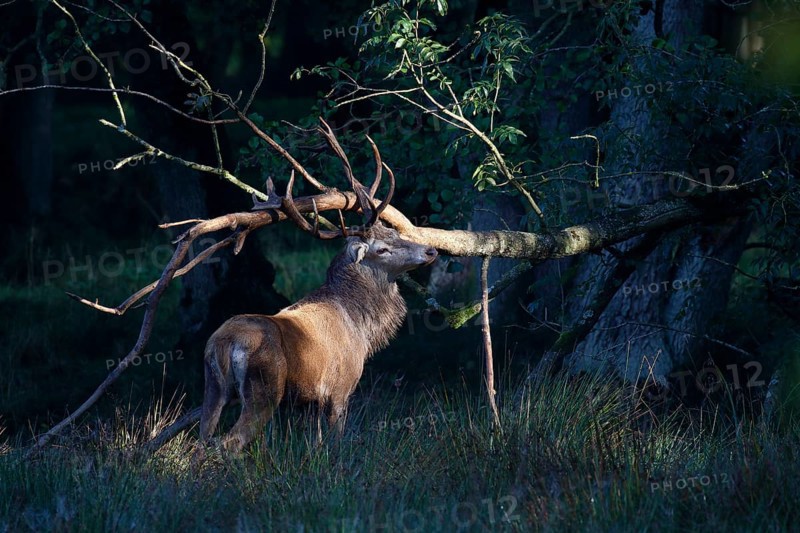 Red deer