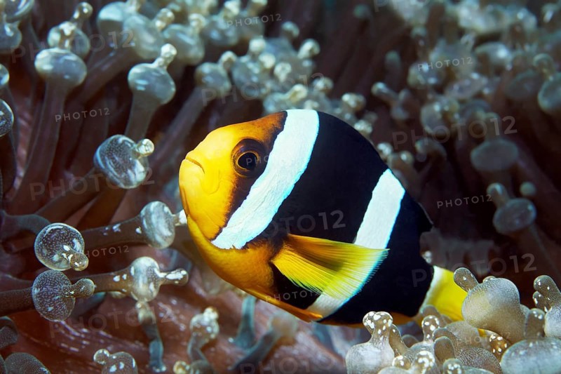 Clark's anemonefish