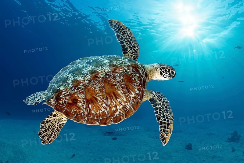 Green turtle