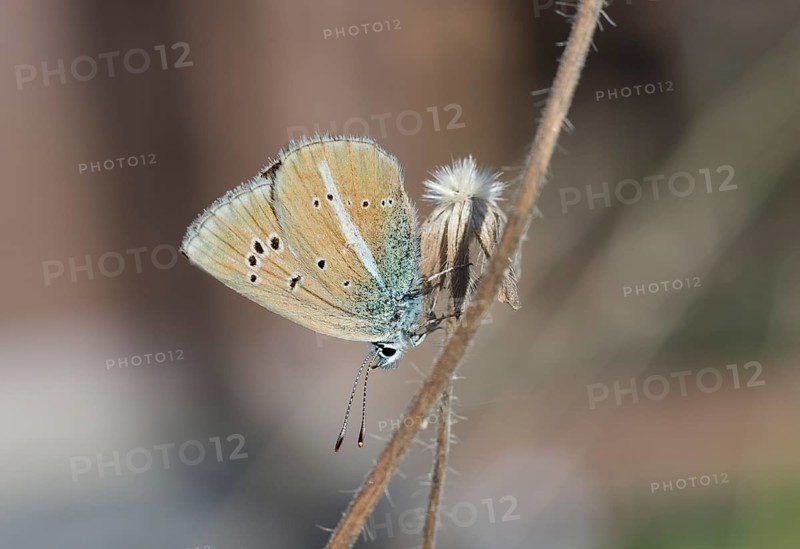Mazarine Blue