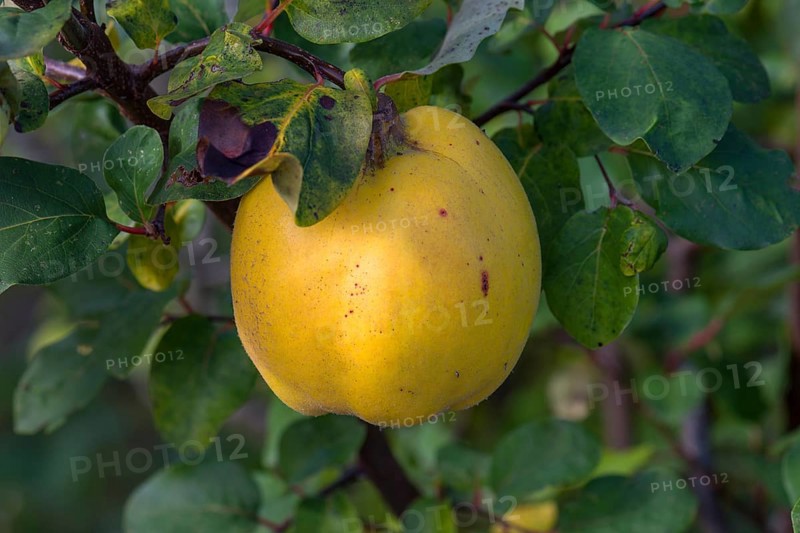 Ripe yellow appleQuince
