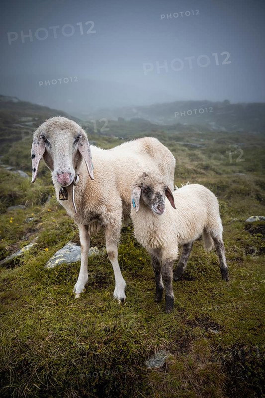 Mother with young animal