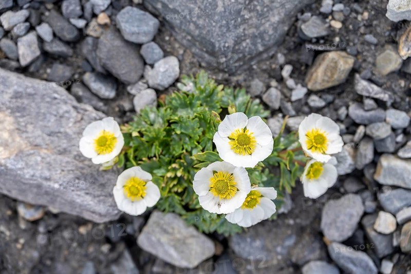 Flowering Julian alpine poppy